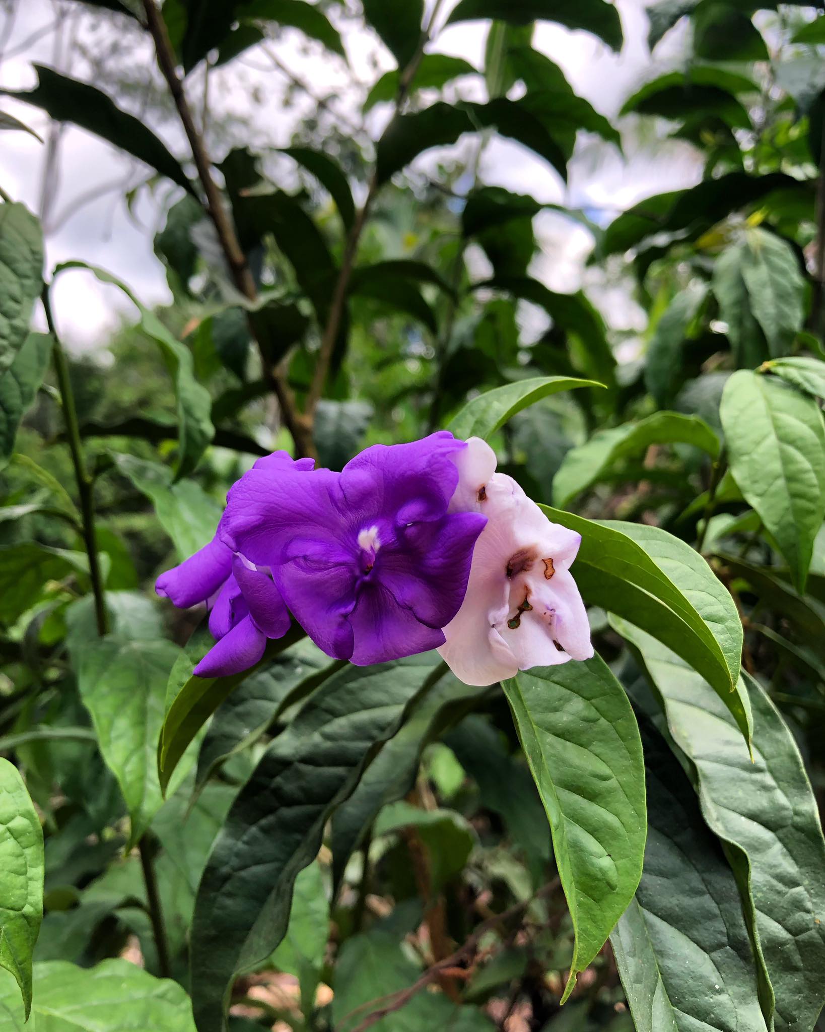 Chiric Sanango