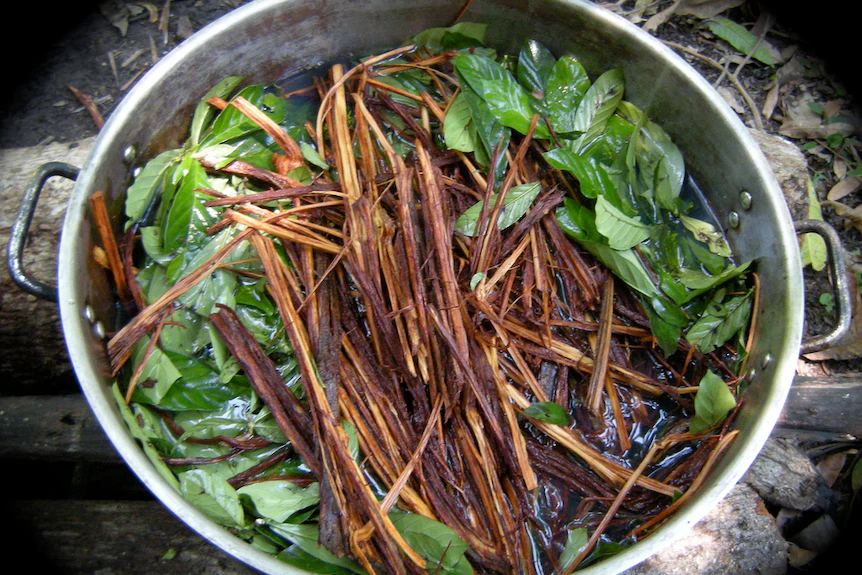 Ayahuasca rétegezés folyamata